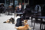 Un Berger Allemand allongé près de deux autres chiens sur la terrasse pavée du pub irlandais The Old Bridge en France.