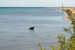 Un Berger Allemand marchant dans les eaux du lac Michigan sur une plage canine de Chicago, aux États-Unis.