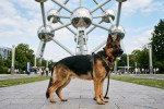 Un Berger Allemand posant devant l'imposant Atomium de Bruxelles en Belgique