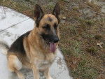 german sherpard - Berger Allemand Mâle (1 an)