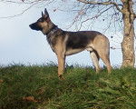 Tayrone - Berger Allemand Mâle (3 ans)