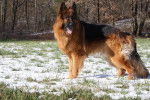 lune - Berger Allemand Femelle (5 mois)