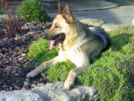 MAYA - Berger Allemand Femelle (5 ans)