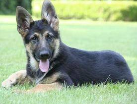 Luchy luke - Berger Allemand Mâle (2 ans)