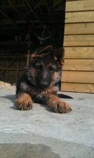 Hayden - Berger Allemand Mâle (4 mois)