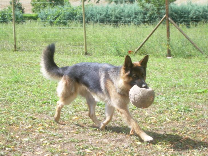 Durkan - Berger Allemand Mâle (2 ans)