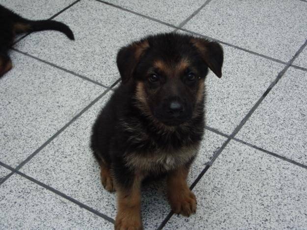 mOLLY *-* - Berger Allemand Femelle (2 mois)
