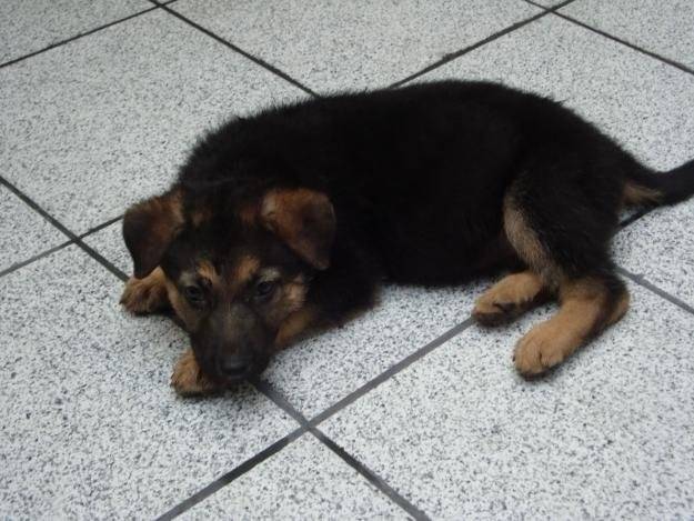 mOLLY *-* - Berger Allemand Femelle (2 mois)