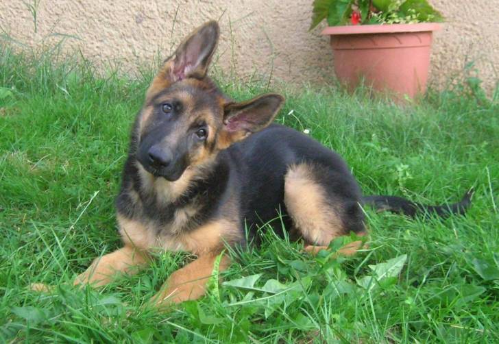 didjie chiot - Berger Allemand Femelle