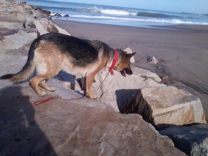 juana - Berger Allemand Femelle (4 ans)