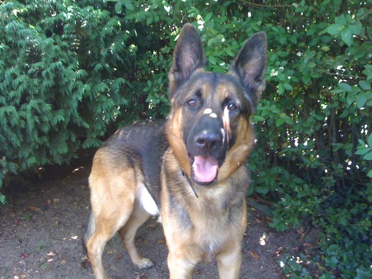 Clan beau gosse - Berger Allemand Mâle (6 ans)