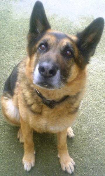 Hercule - Berger Allemand Mâle (12 ans)