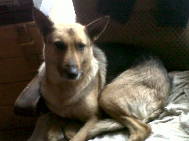 Vodka - Berger Allemand Femelle (7 ans)