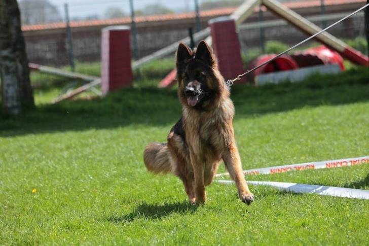 Gallie - Berger Allemand Femelle (2 ans)