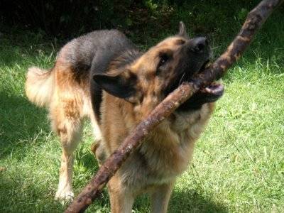 Duqueza - Berger Allemand Femelle (8 ans)