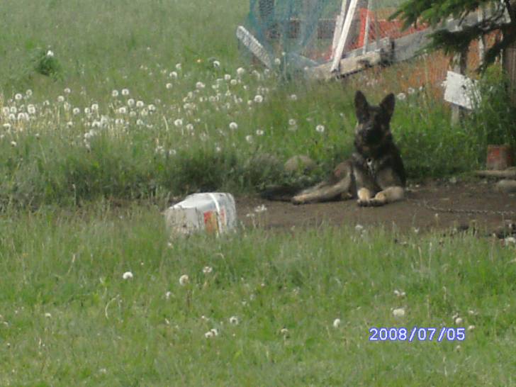 Vagabond - Berger Allemand Mâle (1 an)