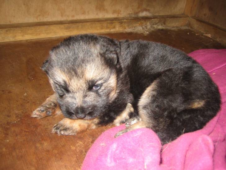 ioio - Berger Allemand Mâle (1 mois)