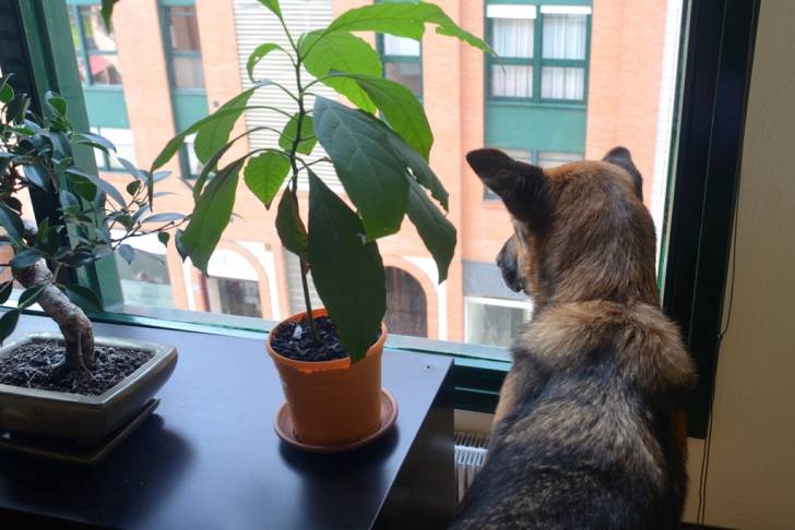 Bruma - Berger Allemand Femelle (5 ans)