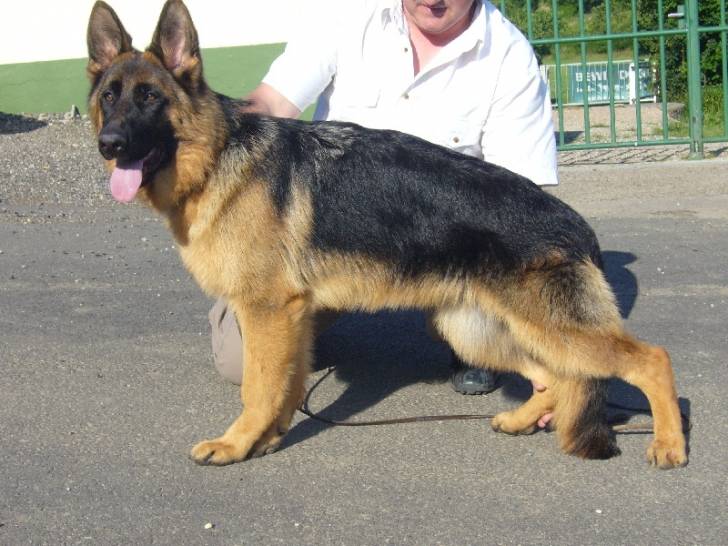 Ben - Berger Allemand Mâle (4 ans)