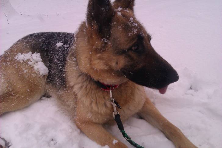 Kora - Berger Allemand Femelle