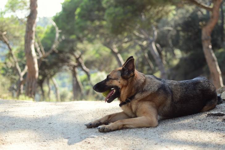 Un Berger Allemand allongé sur un sentier