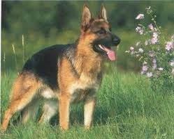 roxane - Berger Allemand Femelle (13 ans)