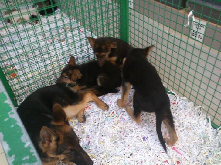 Chien à Truffaut - Berger Allemand (6 mois)