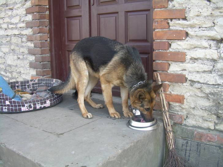 Nera - Berger Allemand Femelle (3 ans)