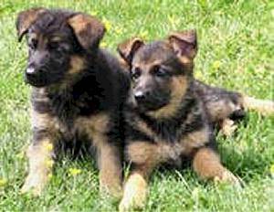 Berger Allemand - Berger Allemand