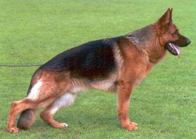 Berger Allemand - Berger Allemand