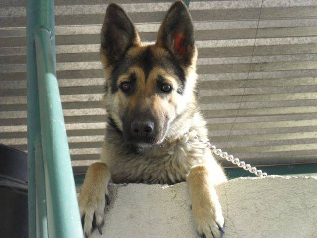 Celeste - Berger Allemand Femelle (5 ans)