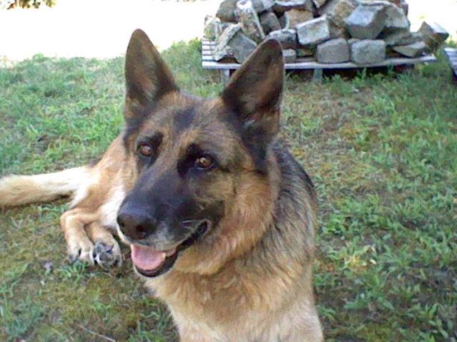 Cookie (chien de ma tante) - Berger Allemand Femelle (8 ans)