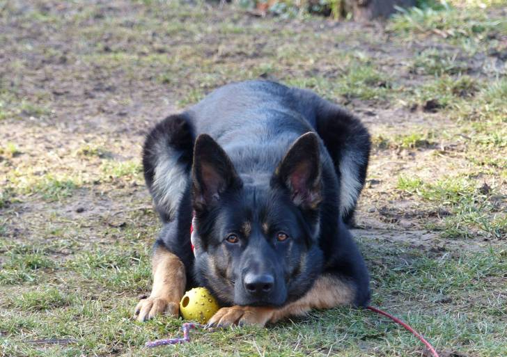 Joyce - Berger Allemand Femelle (3 ans)