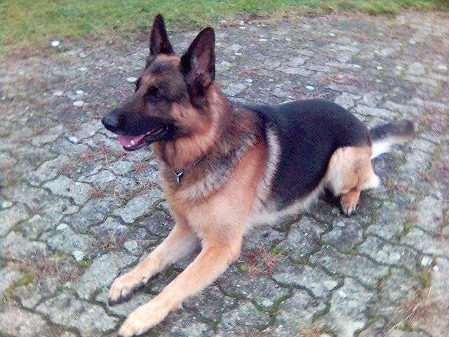 Berger allemand Jiby - Berger Allemand