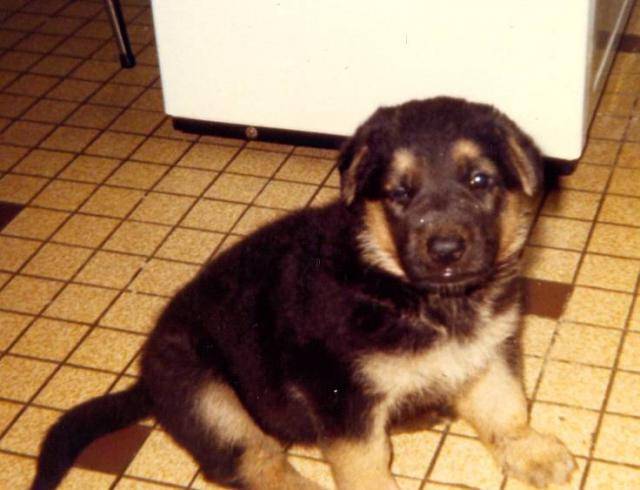 BERGER ALLEMAND FEMELLE - Berger Allemand