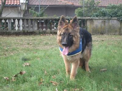 Berger allemand! - Berger Allemand