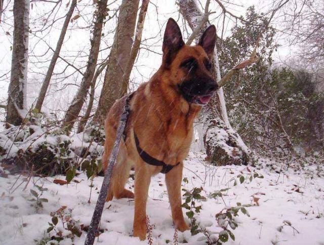 stella berger allemand - Berger Allemand