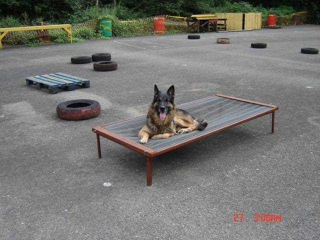 berger allemand ourak de la ferme sauvage - Berger Allemand