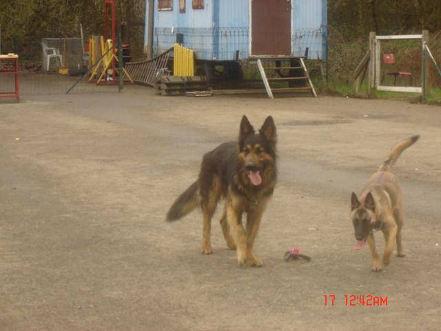 berger allemand tarot et malick - Berger Allemand