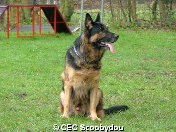 berger allemand ourak de la ferme sauvage - Berger Allemand