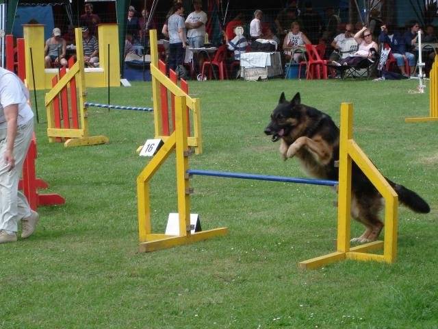 berger allemand - Berger Allemand