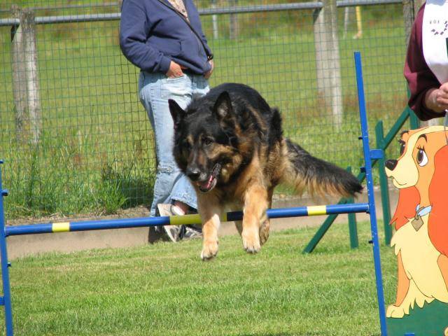 berger allemand - Berger Allemand