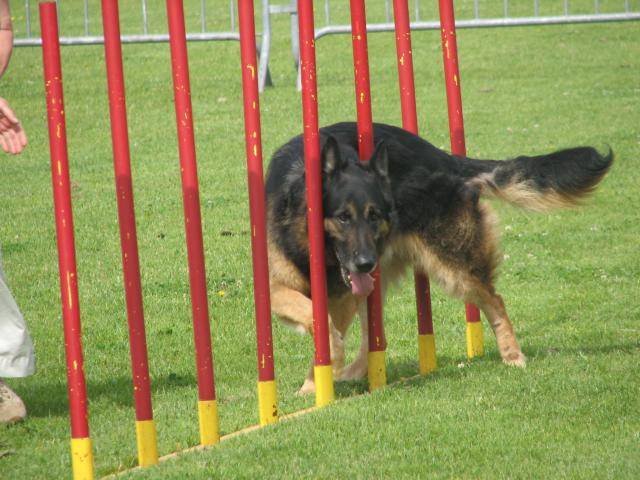 berger allemand ourak - Berger Allemand