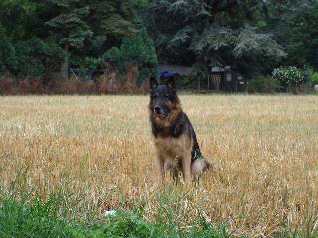 berger allemand - Berger Allemand