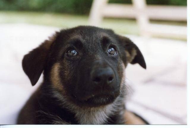 Berger allemand - Hawaï des Loups de la Taïga - Berger Allemand