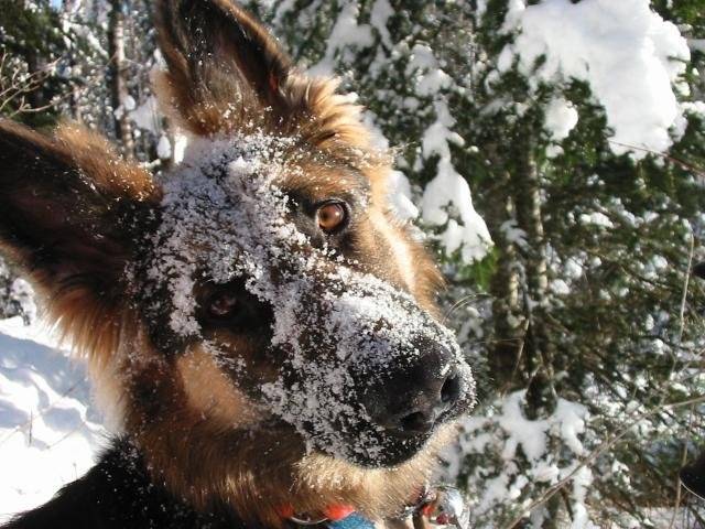 Berger Allemand poils 1/2 longs - Cayenne - Berger Allemand