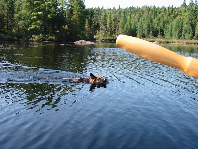 Berger Allemand poils 1/2 longs - Cayenne - Berger Allemand