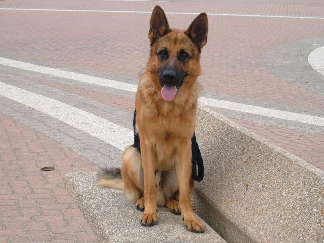 berger allemand VOX - Berger Allemand