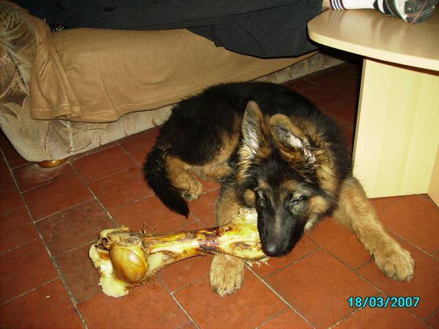 berger allemand poil long BRIGAND - Berger Allemand