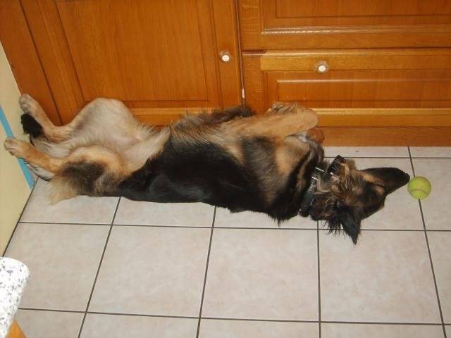 SHEYENNE ~~~ BERGER ALLEMAND - Berger Allemand